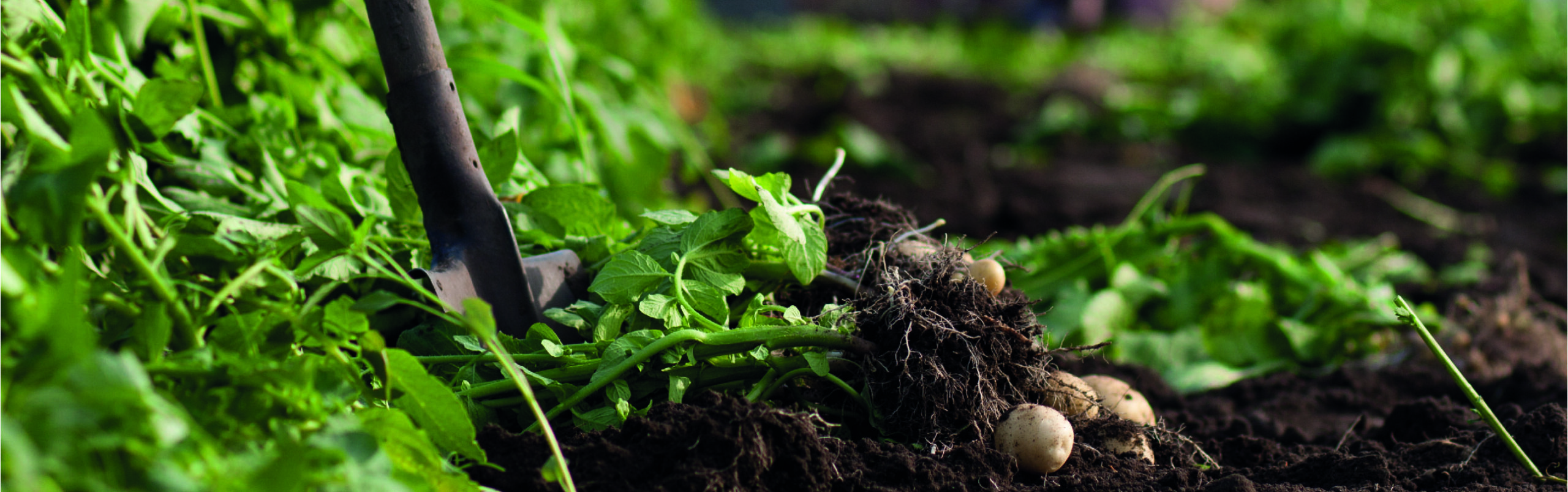 AB Orga Crop